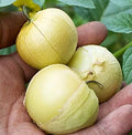 Vegetable Seeds,Garden seeds, Seeds For Planting,Plant Seeds