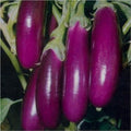Vegetable Seeds,Garden seeds, Seeds For Planting,Plant Seeds