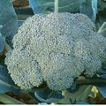 Vegetable Seeds,Garden seeds, Seeds For Planting,Plant Seeds