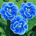 Blue Brazilian Gloxinia Flower Seeds for Planting - Heirloom, Non-GMO, High Germination Organic Garden Seeds for Tropical Blooms