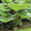Flower Seeds, Seeds,Seeds For Planting,Plant Seeds