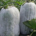 Vegetable Seeds,Garden seeds, Seeds For Planting,Plant Seeds
