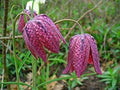 Flower Seeds, Seeds,Seeds For Planting,Plant Seeds