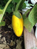 Vegetable Seeds,Garden seeds, Seeds For Planting,Plant Seeds