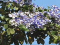 Flower Seeds, Seeds,Seeds For Planting,Plant Seeds
