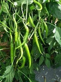 Vegetable Seeds,Garden seeds, Seeds For Planting,Plant Seeds