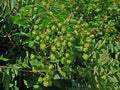 Vegetable Seeds,Garden seeds, Seeds For Planting,Plant Seeds