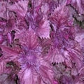 Fruit Seeds,Garden seeds, Seeds For Planting,Plant Seeds
