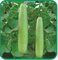 Vegetable Seeds,Garden seeds, Seeds For Planting,Plant Seeds