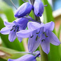 Flower Seeds, Seeds,Seeds For Planting,Plant Seeds