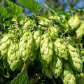 Vegetable Seeds,Garden seeds, Seeds For Planting,Plant Seeds