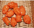 Vegetable Seeds,Garden seeds, Seeds For Planting,Plant Seeds