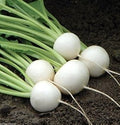 Vegetable Seeds,Garden seeds, Seeds For Planting,Plant Seeds