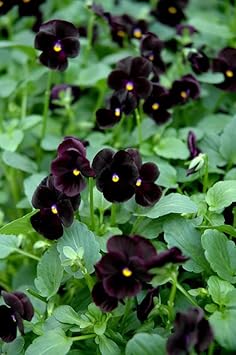 Flower Seeds, Seeds,Seeds For Planting,Plant Seeds