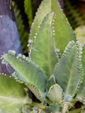 Vegetable Seeds,Garden seeds, Seeds For Planting,Plant Seeds