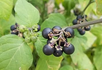 Fruit Seeds,Garden seeds, Seeds For Planting,Plant Seeds