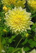 Flower Seeds, Seeds,Seeds For Planting,Plant Seeds