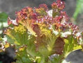Vegetable Seeds,Garden seeds, Seeds For Planting,Plant Seeds