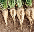 Vegetable Seeds,Garden seeds, Seeds For Planting,Plant Seeds