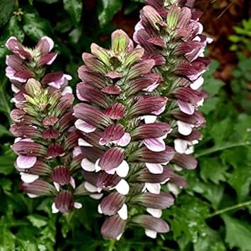 Flower Seeds, Seeds,Seeds For Planting,Plant Seeds