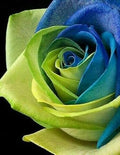 Flower Seeds, Seeds,Seeds For Planting,Plant Seeds