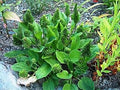 Vegetable Seeds,Garden seeds, Seeds For Planting,Plant Seeds