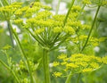 Vegetable Seeds,Garden seeds, Seeds For Planting,Plant Seeds