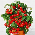 Vegetable Seeds,Garden seeds, Seeds For Planting,Plant Seeds