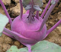Vegetable Seeds,Garden seeds, Seeds For Planting,Plant Seeds