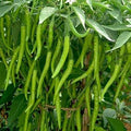 Vegetable Seeds,Garden seeds, Seeds For Planting,Plant Seeds