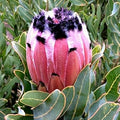Flower Seeds, Seeds,Seeds For Planting,Plant Seeds