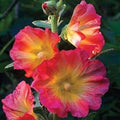 Flower Seeds, Seeds,Seeds For Planting,Plant Seeds