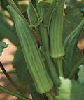Vegetable Seeds,Garden seeds, Seeds For Planting,Plant Seeds