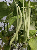 Vegetable Seeds,Garden seeds, Seeds For Planting,Plant Seeds