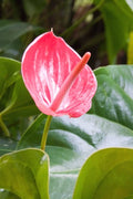 Flower Seeds, Seeds,Seeds For Planting,Plant Seeds