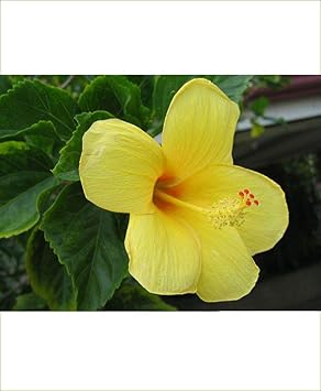 Flower Seeds, Seeds,Seeds For Planting,Plant Seeds