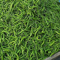 Vegetable Seeds,Garden seeds, Seeds For Planting,Plant Seeds