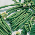 Vegetable Seeds,Garden seeds, Seeds For Planting,Plant Seeds