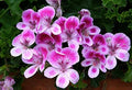 Flower Seeds, Seeds,Seeds For Planting,Plant Seeds
