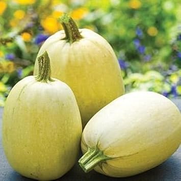Vegetable Seeds,Garden seeds, Seeds For Planting,Plant Seeds