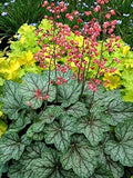 Vegetable Seeds,Garden seeds, Seeds For Planting,Plant Seeds