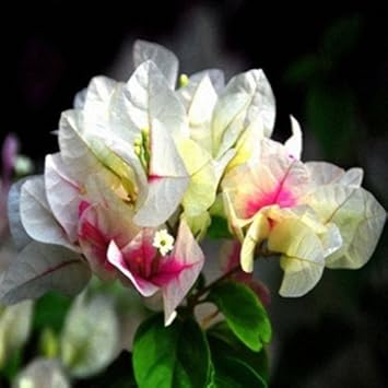 Flower Seeds, Seeds,Seeds For Planting,Plant Seeds