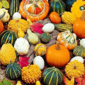 Vegetable Seeds,Garden seeds, Seeds For Planting,Plant Seeds