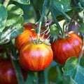 Vegetable Seeds,Garden seeds, Seeds For Planting,Plant Seeds