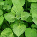 Vegetable Seeds,Garden seeds, Seeds For Planting,Plant Seeds