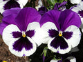 Flower Seeds, Seeds,Seeds For Planting,Plant Seeds