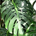 Flower Seeds, Seeds,Seeds For Planting,Plant Seeds