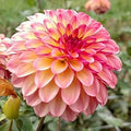 Flower Seeds, Seeds,Seeds For Planting,Plant Seeds