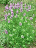Flower Seeds, Seeds,Seeds For Planting,Plant Seeds