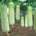 Vegetable Seeds,Garden seeds, Seeds For Planting,Plant Seeds